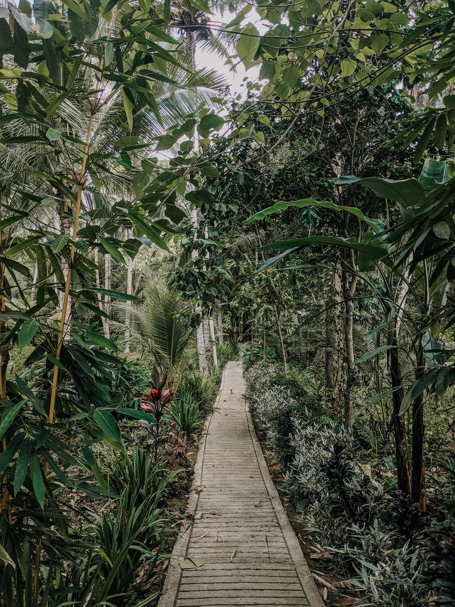 Photo Of Pathway Beside Trees